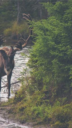 cggolive吃瓜截图1