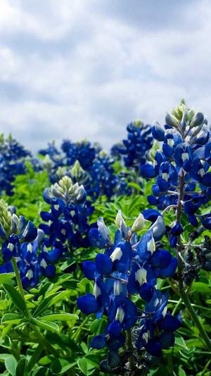 刘亦菲黑料截图3