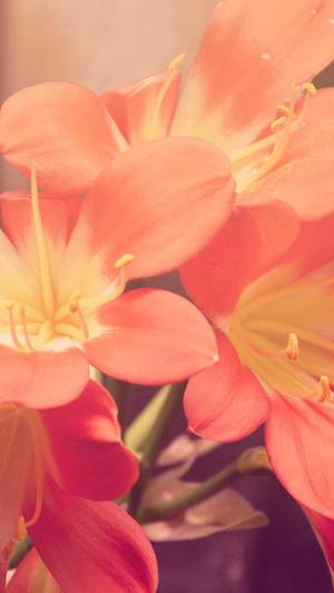 51吃瓜网 - 免费吃瓜截图1